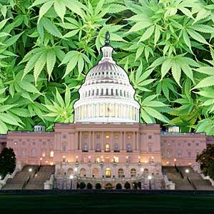 Decriminalization of marijuana law now in place in D.C.