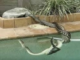 Snakes In A Pool! Snakes In A Pool!